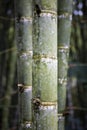 Vertical shot of tall Guadua bamboos in a green forest Royalty Free Stock Photo