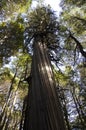 Vertical shot of tall millennial maple trees in Puerto Blest, Argentina