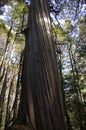 Vertical shot of tall millennial maple trees in Puerto Blest, Argentina