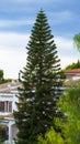 Vertical shot of a tall pine tree on a clear sky background Royalty Free Stock Photo