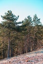 Vertical shot of tall pine tree forests on the mountain slope under the blue sky Royalty Free Stock Photo