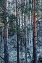 Vertical shot of tall pine tree trunks of a dense forest in winter Royalty Free Stock Photo