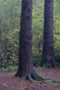 Vertical shot of tall pine tree trunks and roots Royalty Free Stock Photo