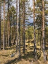 Vertical shot of tall pine trees in the forest in countryside in sunny autumn weather. Wildlife Royalty Free Stock Photo