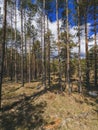 Vertical shot of tall pine trees in the forest in countryside in sunny autumn weather. Wildlife Royalty Free Stock Photo