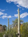 Vertical shot of tall single cactuses with a cloudy sky background