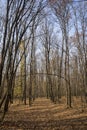 Vertical shot of tall thin tree trunks in an autumn forest Royalty Free Stock Photo