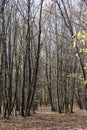 Vertical shot of tall thin tree trunks in an autumn forest Royalty Free Stock Photo