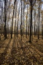 Vertical shot of tall thin tree trunks in an autumn forest Royalty Free Stock Photo