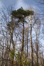 Vertical shot of tall thin tree trunks in an autumn forest Royalty Free Stock Photo