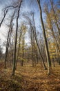 Vertical shot of tall thin tree trunks in an autumn forest Royalty Free Stock Photo