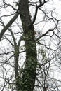 Vertical shot of a tall tree with long branches and climbing ivy Royalty Free Stock Photo