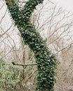 Vertical shot of a tall tree trunk with ivy branches Royalty Free Stock Photo