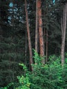 Vertical shot of tall tree trunks and green plants in a forest Royalty Free Stock Photo