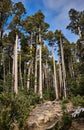 Vertical shot of tall trees at the Alerce Costero National Park, Chile Royalty Free Stock Photo