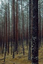 Vertical shot of the tall trees in the forest in autum Royalty Free Stock Photo