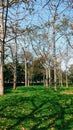 Vertical shot of tall trees in a green park, cool for background