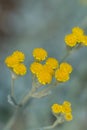 Vertical shot of Tansy plants in bloom against blur background