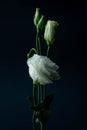 Vertical shot of a Taxas Bluebell isolated on a black background