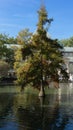 Vertical shot of taxodium distichum tree grown in water at the crystal palace in the Retiro park Royalty Free Stock Photo