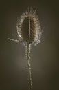 Vertical shot of a teasel plant seeds head showing spikes