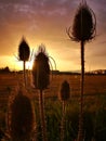 Vertical shot of teasel plant silhouettes on a bright sunset background Royalty Free Stock Photo