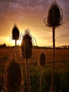 Vertical shot of teasel plant silhouettes on a bright sunset background