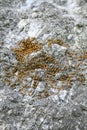 Vertical shot of Termite insects on a rocky floor