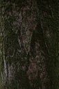 Vertical shot of a texture of the brown bark of a tree with green moss on it Royalty Free Stock Photo