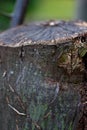 Vertical shot of a thick piece of a chopped wood Royalty Free Stock Photo