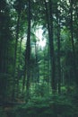 Vertical shot of thin tall tree in lush green forest