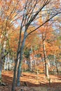 Vertical shot of thin tall trees with red leaves