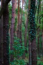 Vertical shot of thin tree trunks covered in ivy in a forest Royalty Free Stock Photo