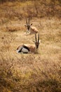 Vertical shot of Thomson's gazelles laying on a safari field Royalty Free Stock Photo