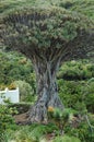 Famous Dracaena draco or Drago Milenario, found in Tenerife, Canary Islands, Spain Royalty Free Stock Photo