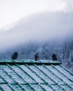 Vertical shot of three birds standing on a roof on a foggy landscape background