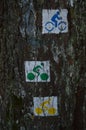 Vertical shot of three colorful cyclist sign on tree trunk