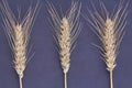 Vertical shot of three dried wheat ears spikiletes. Royalty Free Stock Photo
