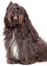 Vertical shot of a Tibetan terrier isolated on a white background Royalty Free Stock Photo