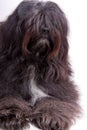 Vertical shot of a Tibetan terrier isolated on a white background Royalty Free Stock Photo