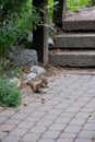 Vertical shot of a tiny baby squirrel eating a nut on a path in Yoho national park Royalty Free Stock Photo