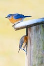 Vertical shot of a tiny Eastern bluebird standing on a birdhouse roof Royalty Free Stock Photo