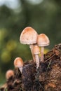 Vertical shot of tiny mushrooms on cow dung Royalty Free Stock Photo