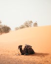 Vertical shot of a tired Camel sitting on the desert
