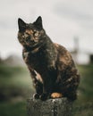 A vertical shot of a Tortoiseshell cat perched on floor with sunlight and blur background Royalty Free Stock Photo