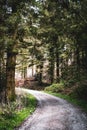 Vertical shot of a trail against chopped tree logs on a stack in a green forest Royalty Free Stock Photo