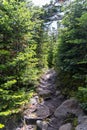Vertical shot of a trail surrounded by dense vegetation and woods in a forest Royalty Free Stock Photo