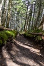 Vertical shot of a trail surrounded by dense vegetation and woods in a forest Royalty Free Stock Photo