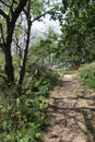 Vertical shot of a trail track in bornholm island in denmark Royalty Free Stock Photo