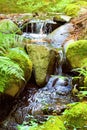 Vertical shot of a tranquil stream meanders its way down a rocky embankment by a tree and ferns